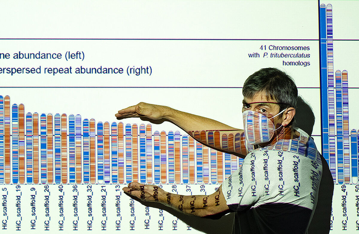 Bachvaroff crab genome